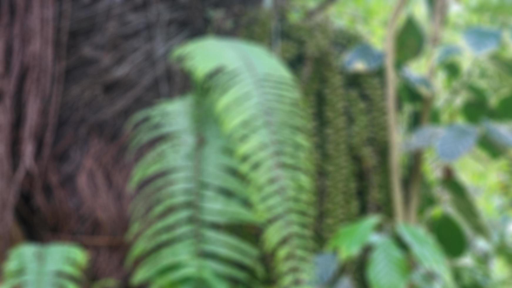 green palm fruit hanging on a palm tree photo