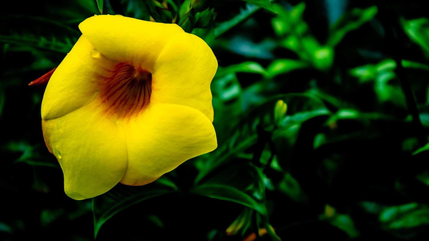 a beautiful yellow Allamanda cathartica flower photo