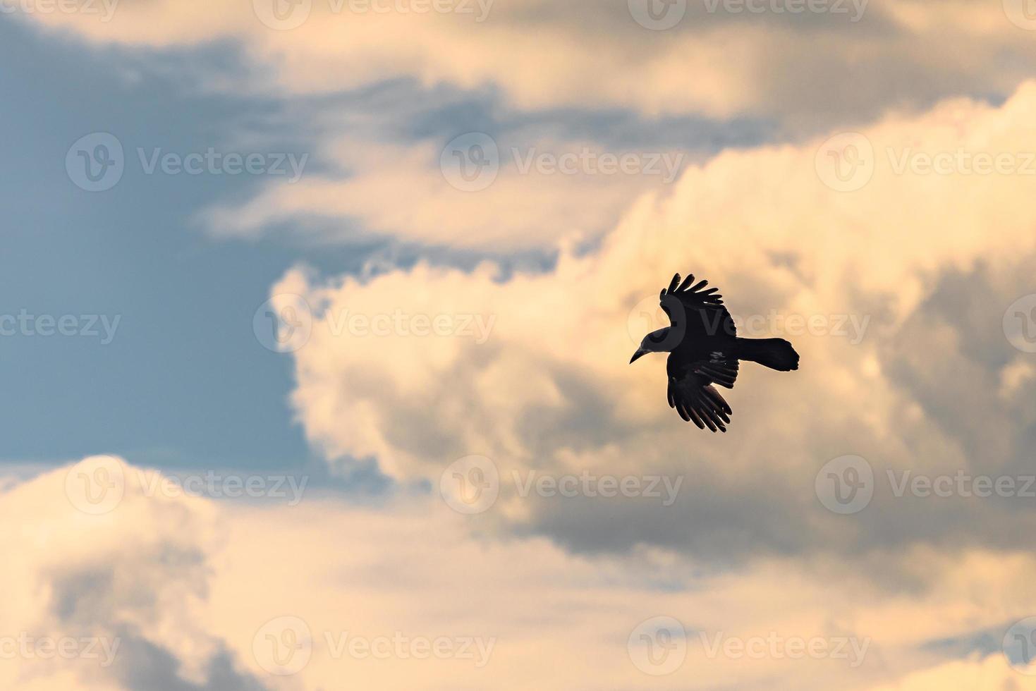 Beautiful Raven flying over the ancient ruins of the druid site of Stonehenge on the plain of Salisbury, England. photo