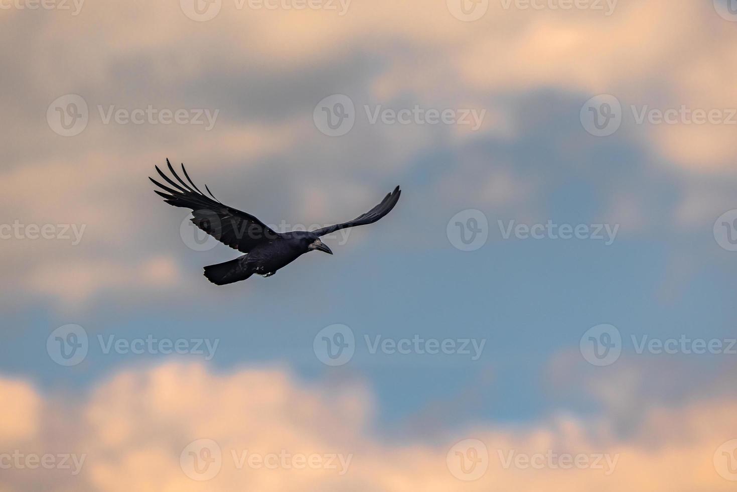 Beautiful Raven flying over the ancient ruins of the druid site of Stonehenge on the plain of Salisbury, England. photo