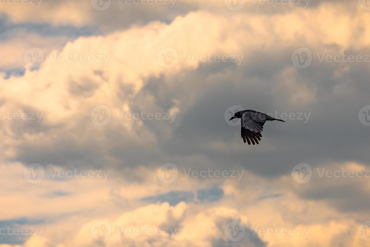 Beautiful Raven flying over the ancient ruins of the druid site of Stonehenge on the plain of Salisbury, England. photo