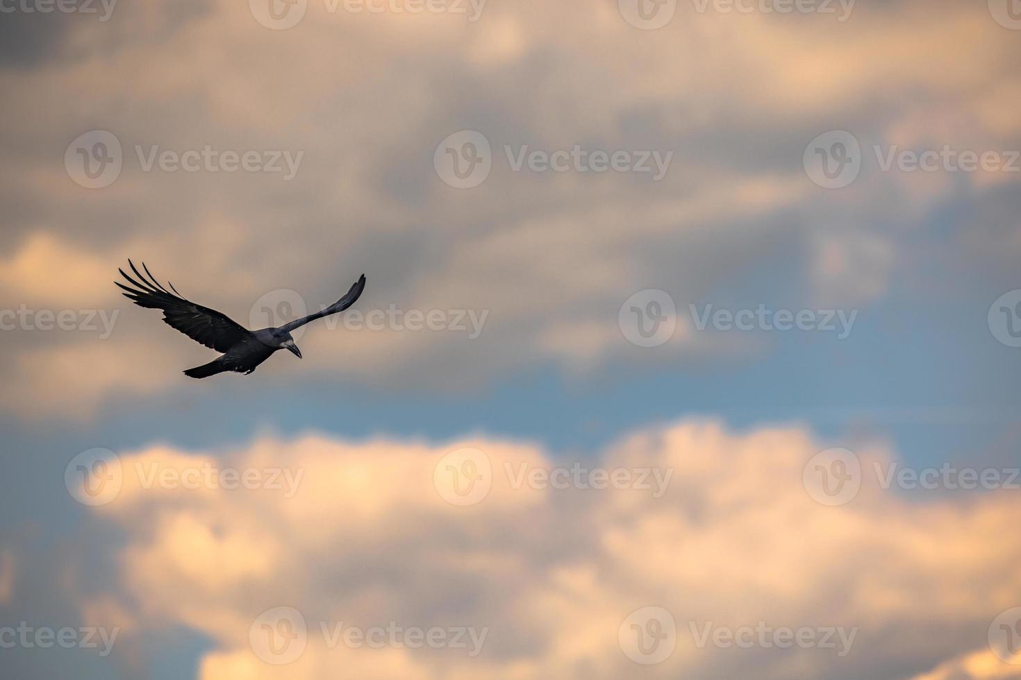 Beautiful Raven flying over the ancient ruins of the druid site of Stonehenge on the plain of Salisbury, England. photo
