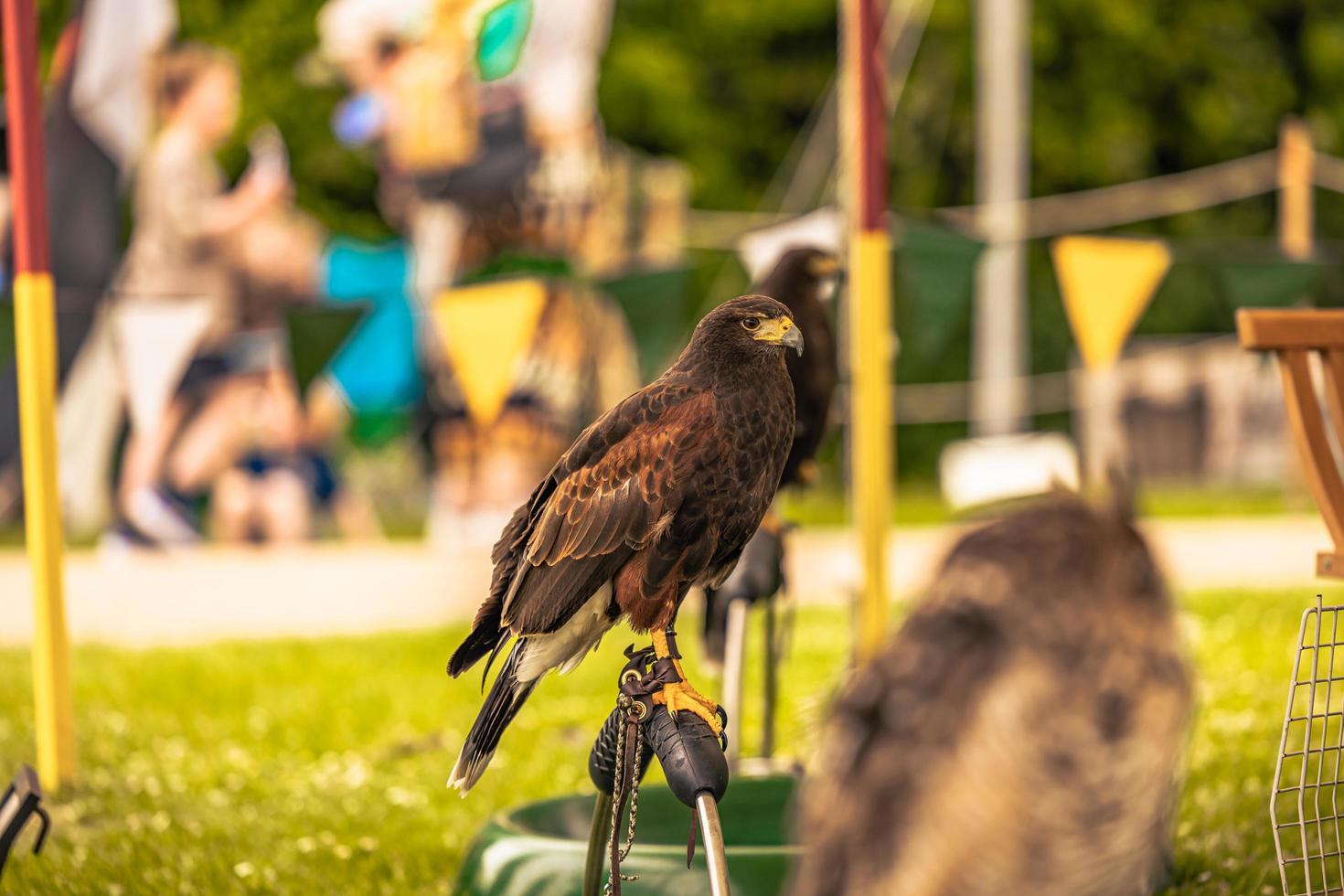 pájaro águila en una feria medieval en el épico castillo medieval de arundel, inglaterra. foto