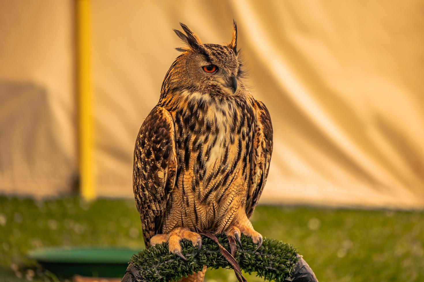 pájaro búho en una feria medieval en el épico castillo medieval de arundel, inglaterra. foto