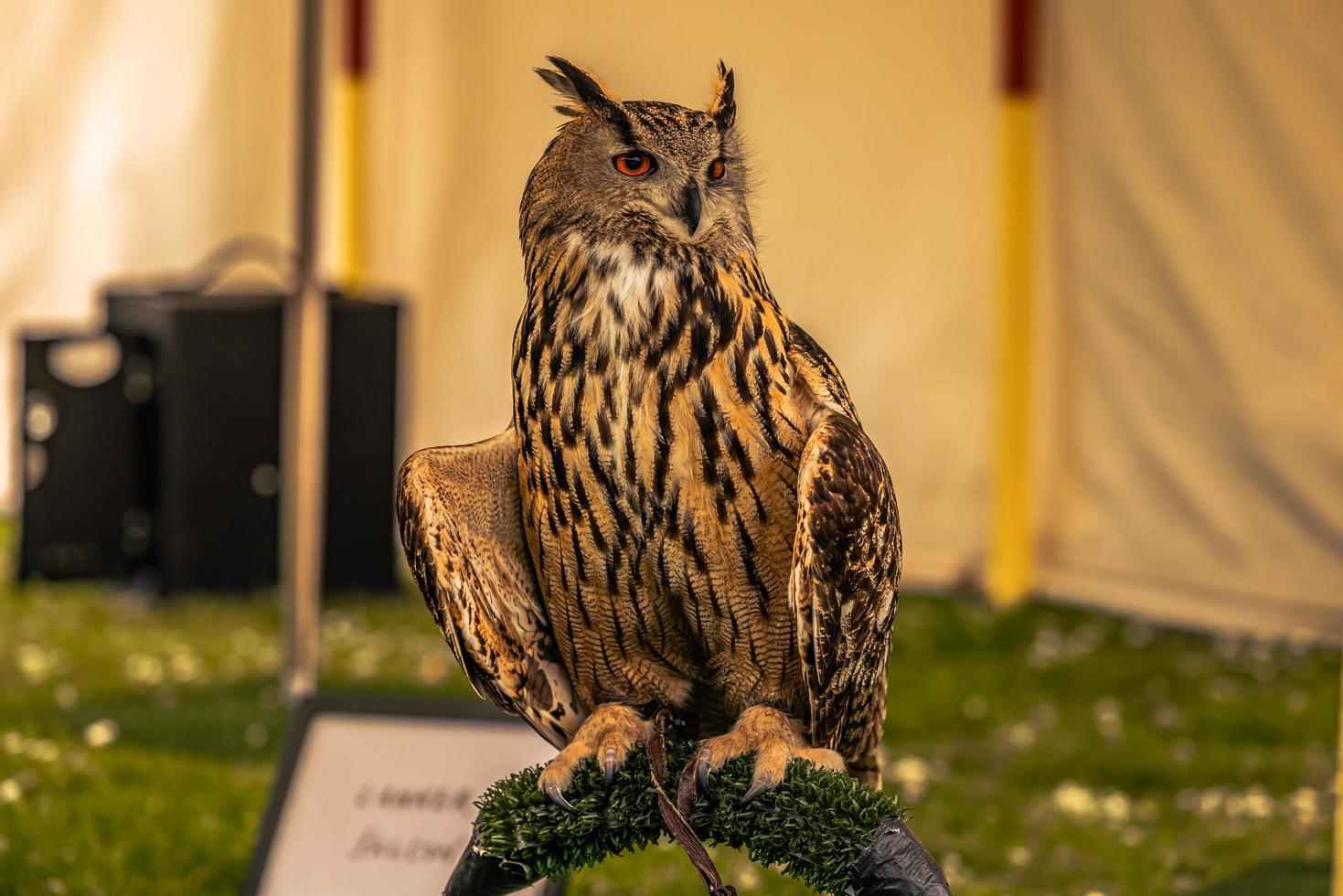 Owl bird at a medieval fair at the epic medieval castle of Arundel, England. photo