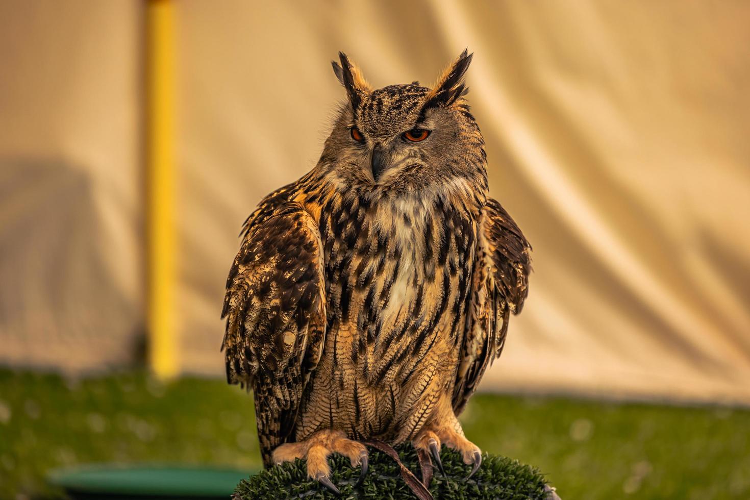 pájaro búho en una feria medieval en el épico castillo medieval de arundel, inglaterra. foto