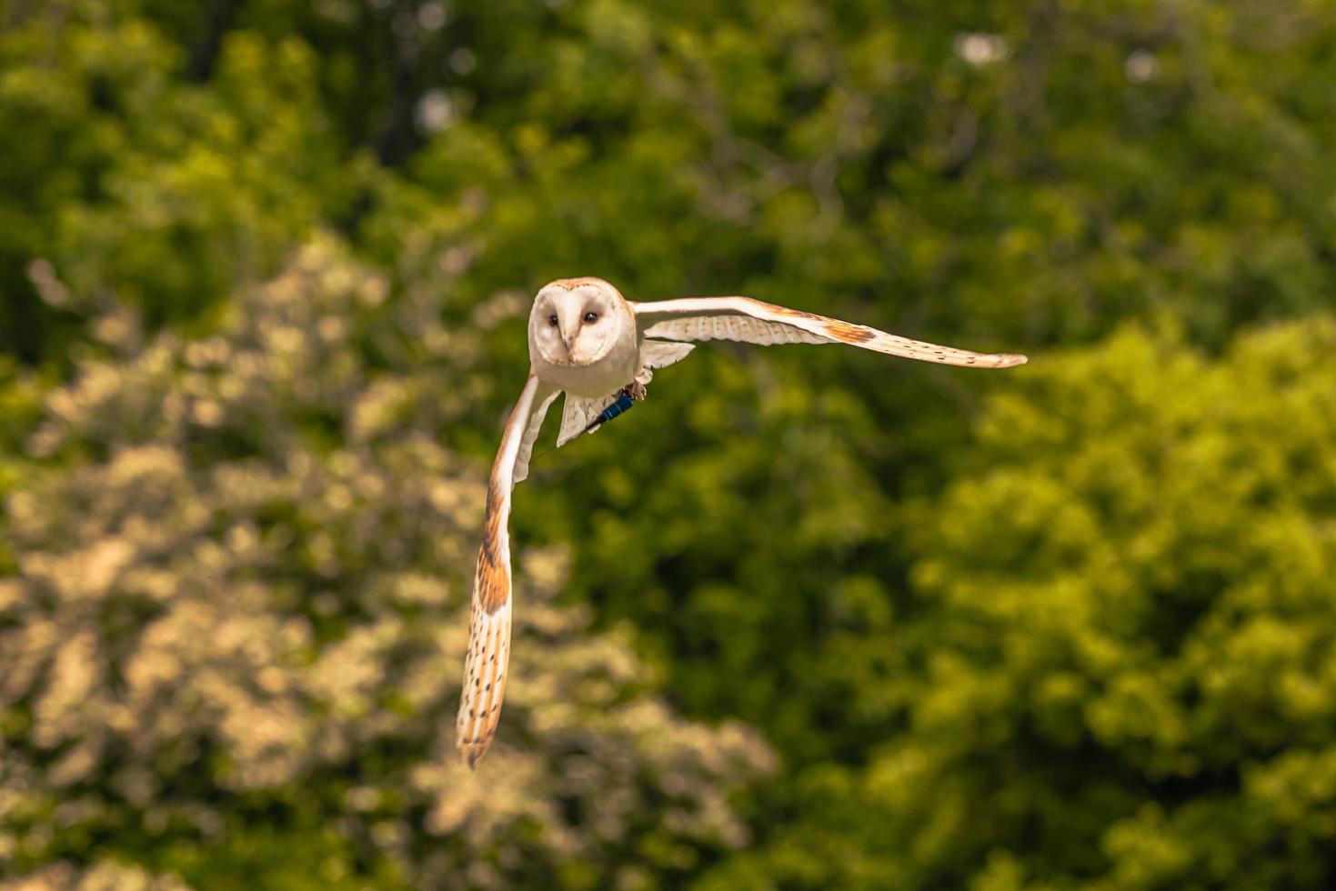 Owl bird at a medieval fair at the epic medieval castle of Arundel, England. photo