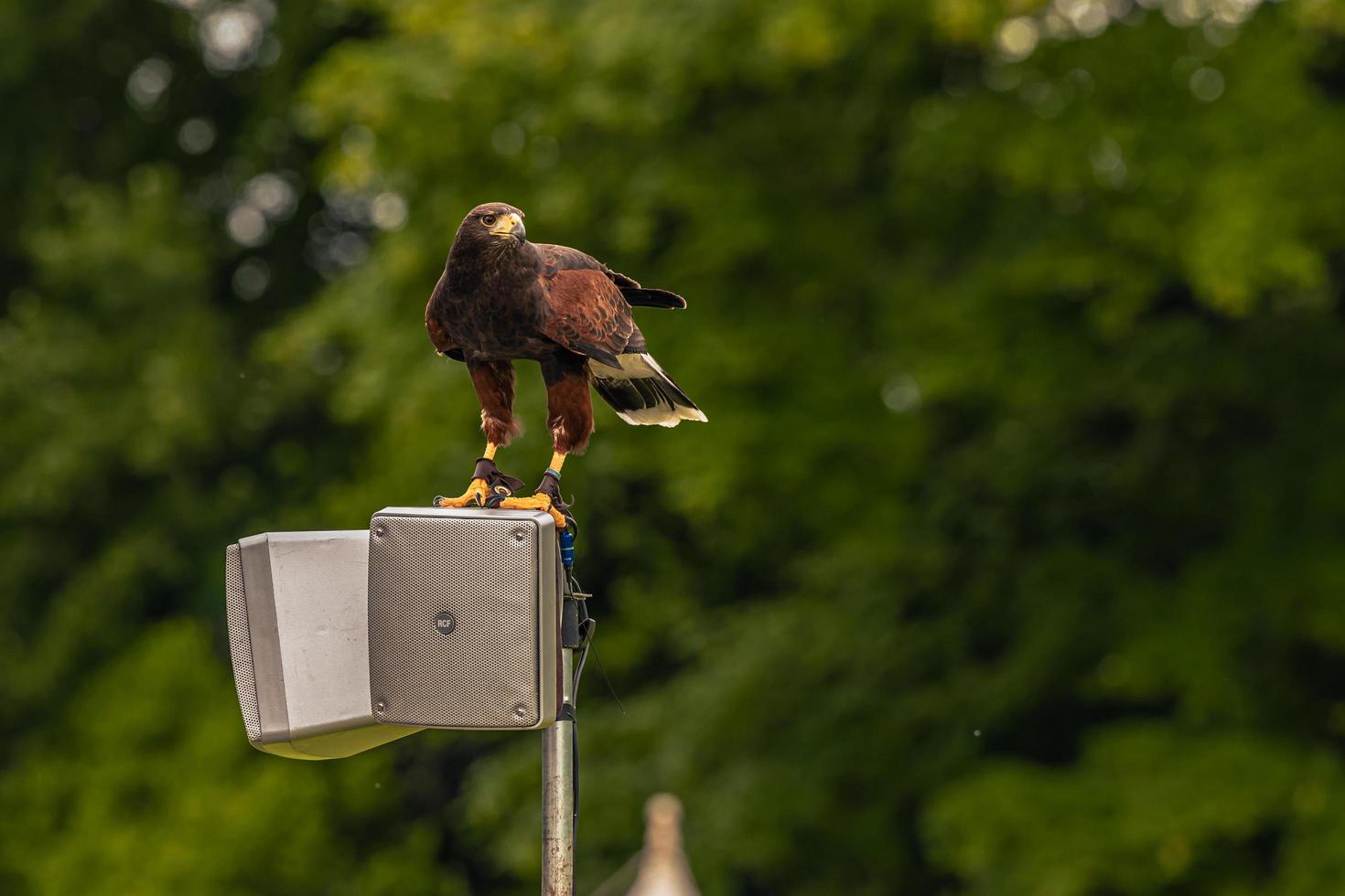 Eagle bird at a medieval fair at the epic medieval castle of Arundel, England. photo