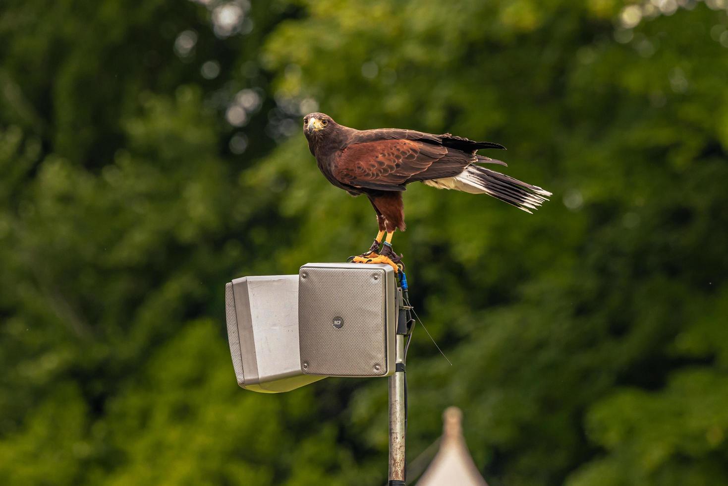 Eagle bird at a medieval fair at the epic medieval castle of Arundel, England. photo