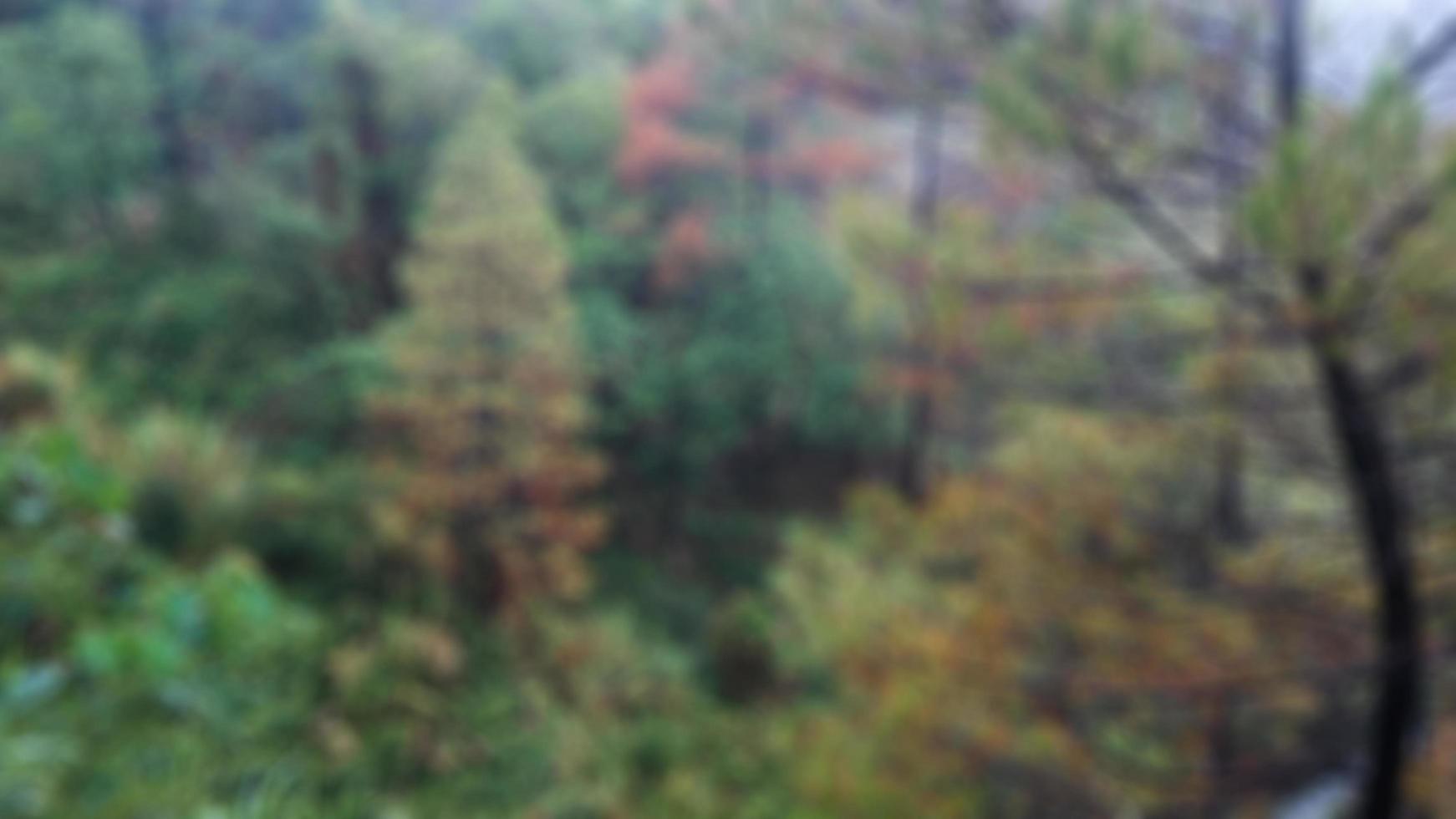 beautiful and stunning green and red trees in a tourist spot photo