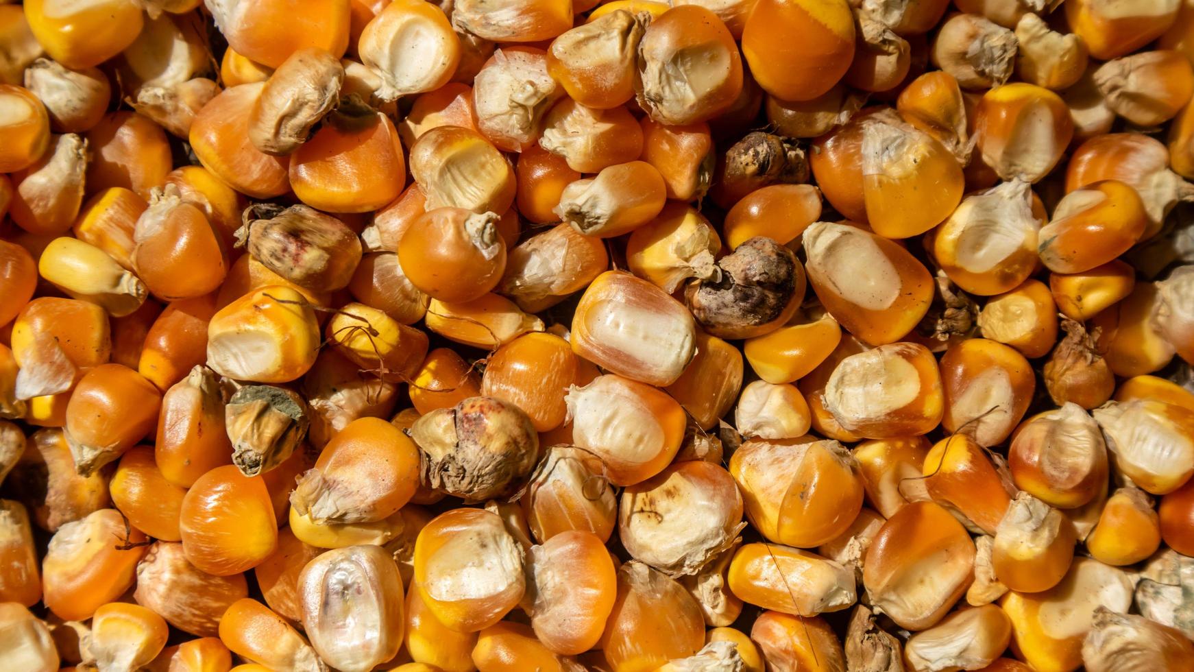 heap of corn kernels as background photo