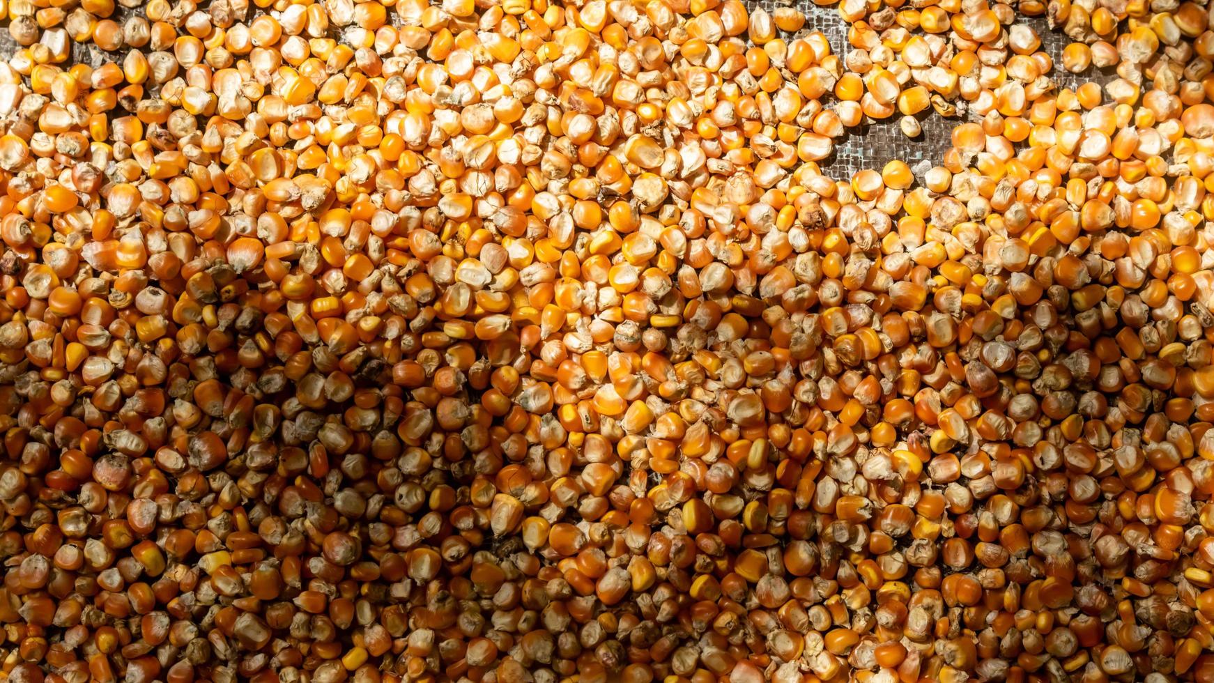 heap of corn kernels as background photo