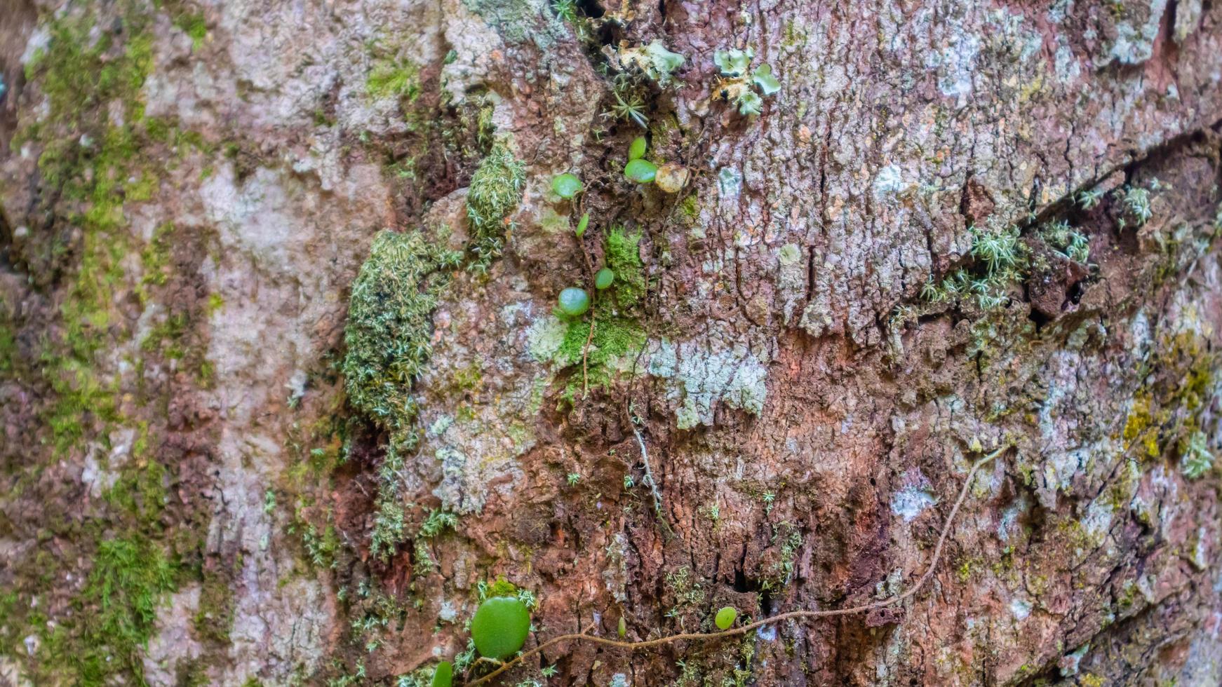 increíble textura de corteza de madera como fondo foto