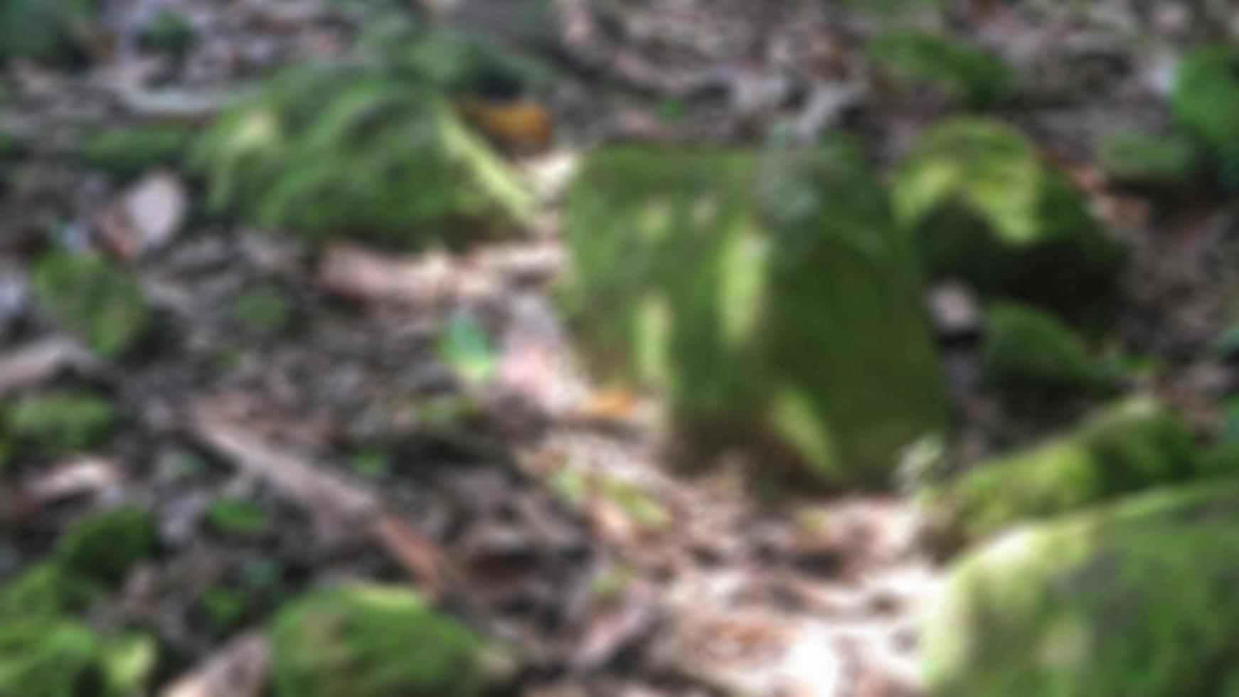 a group of mossy rocks as a background photo