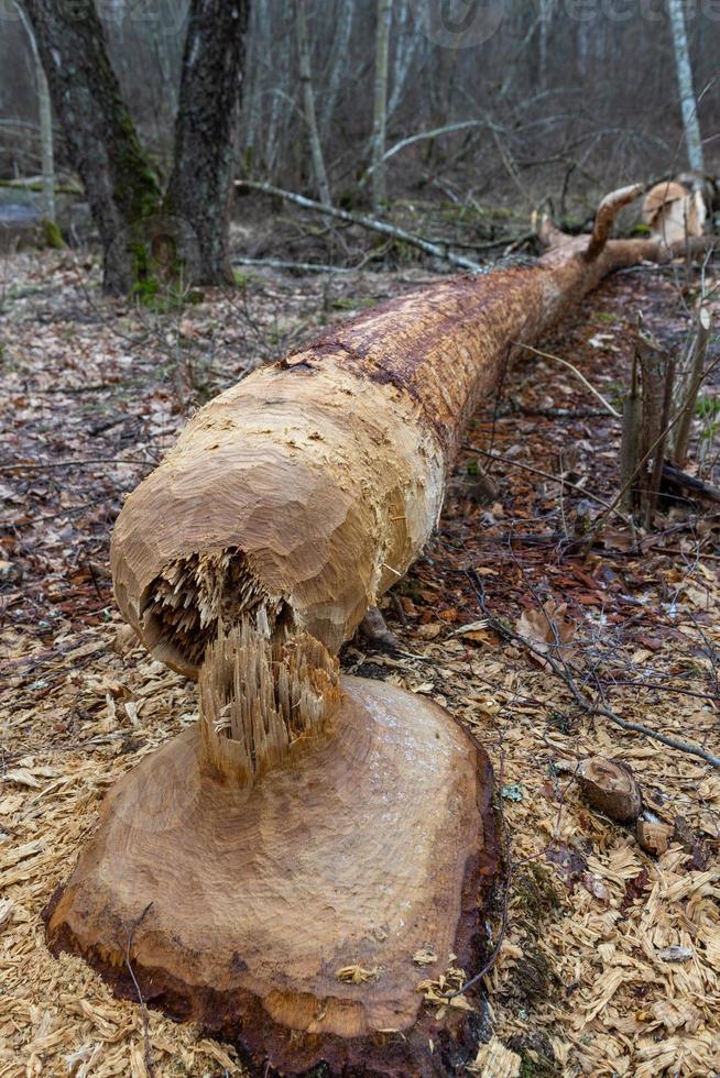 beaver works in the forest photo