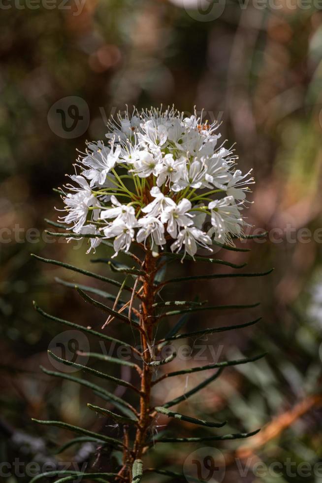 Labrador Tea on theGreen Background photo