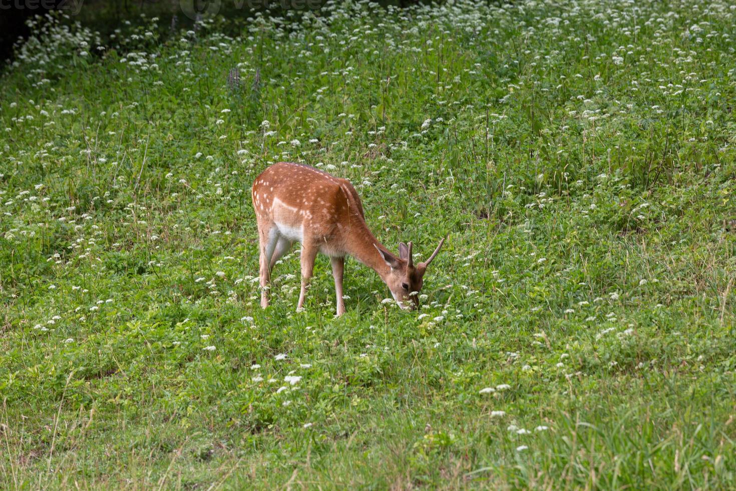 European Fallow Deer photo