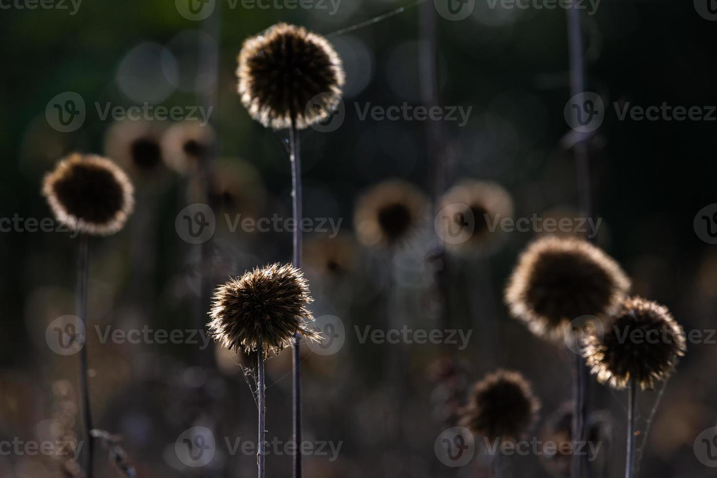 Dry Echinops On the Blured Bacground photo