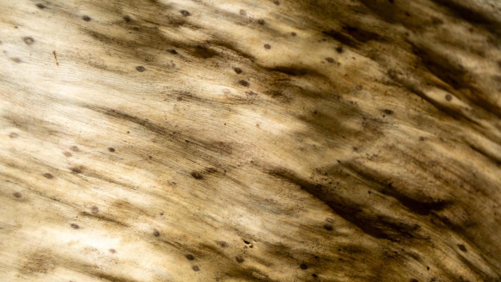 textura de hoja de plátano seca como fondo foto