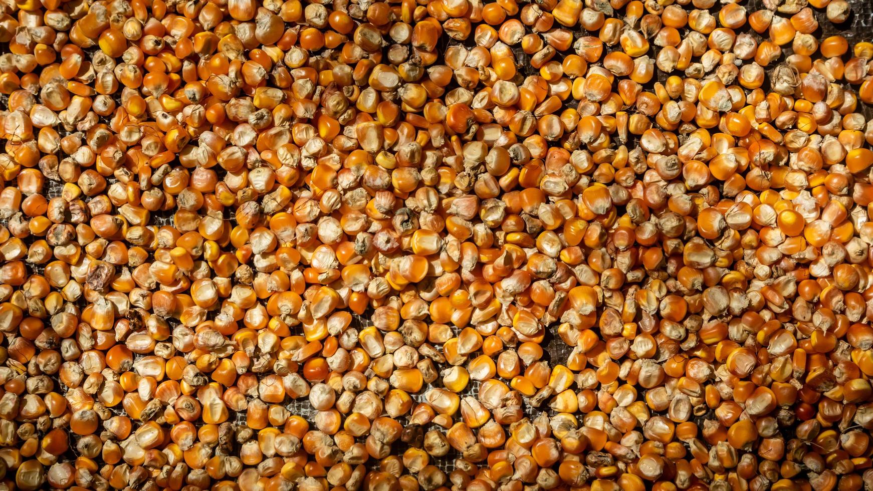 heap of corn kernels as background photo