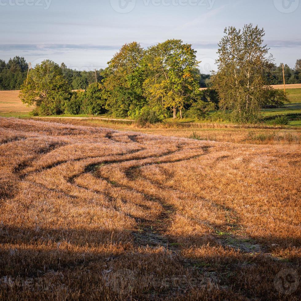 Latvian summer landscapes photo