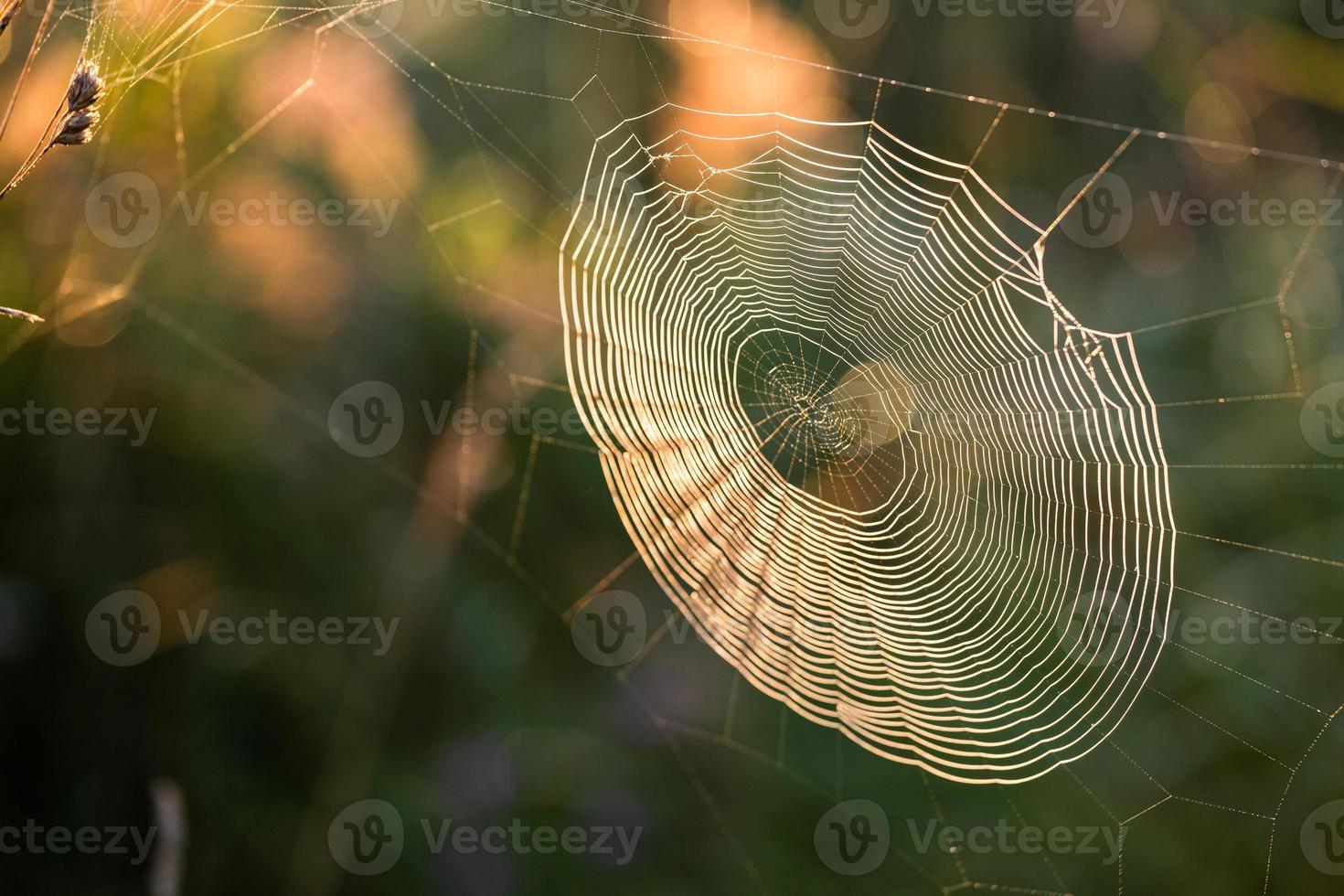 Latvian summer landscapes photo