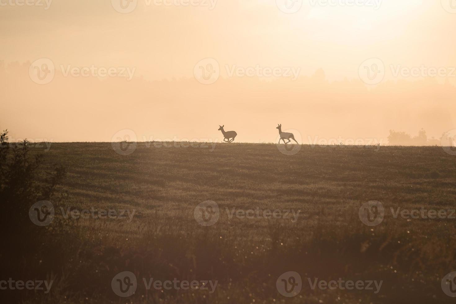 Latvian summer landscapes photo