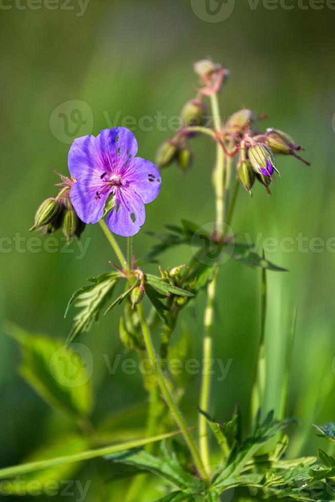 Meadow Cranesbill in the Forest photo