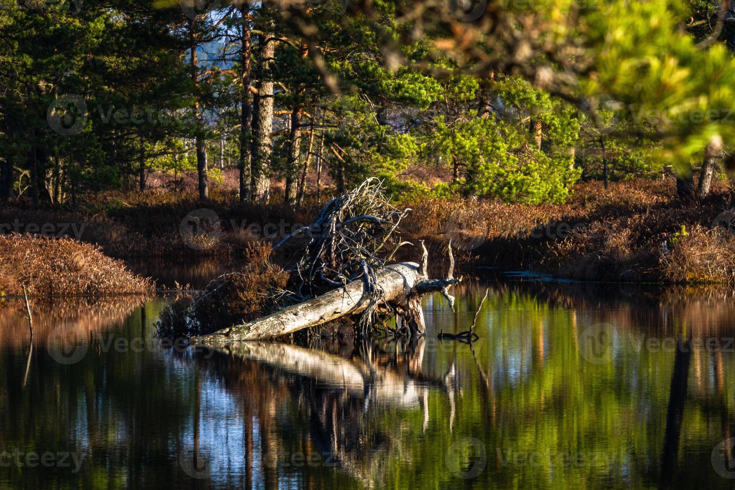 Swamp lake in Springtime photo