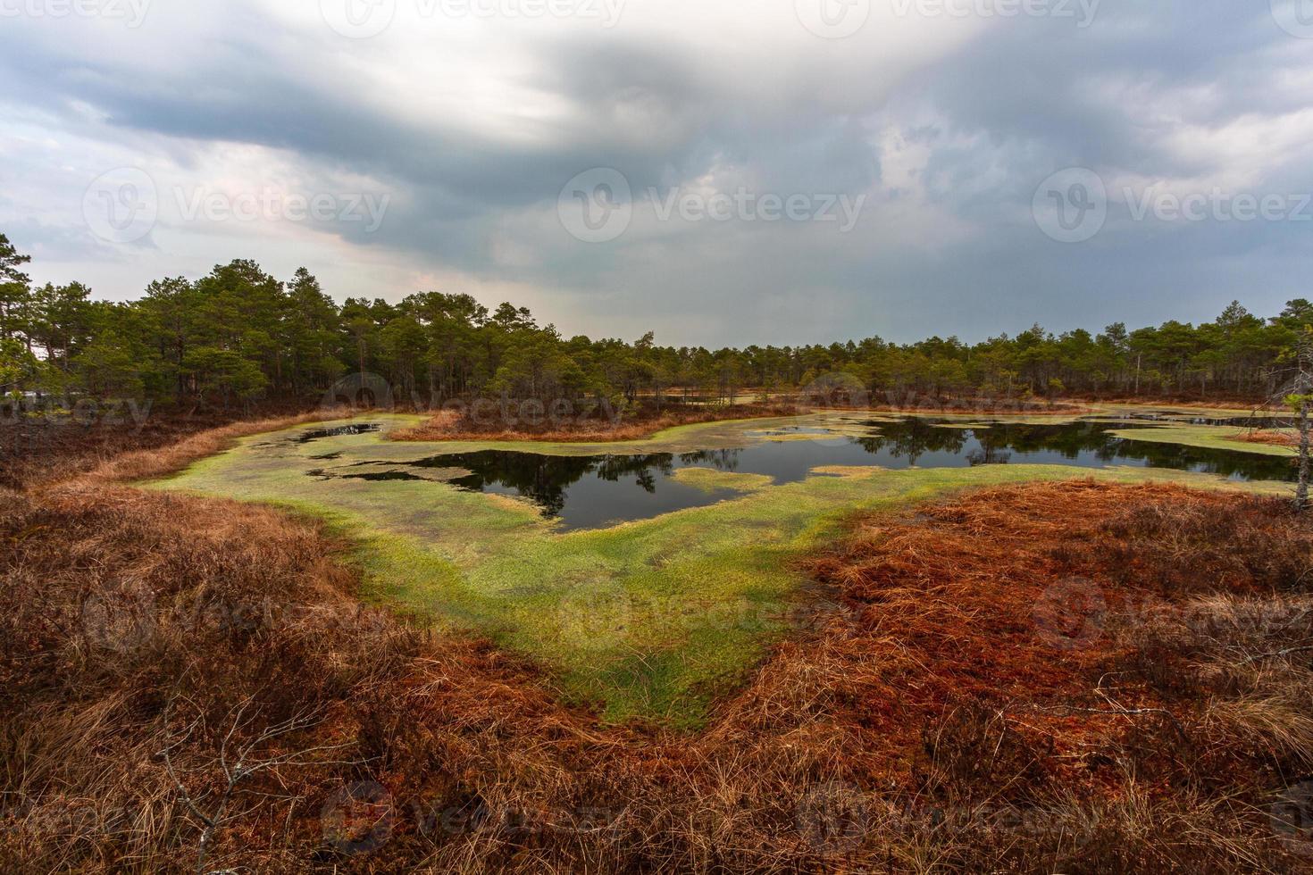 Swamp lake in Springtime photo