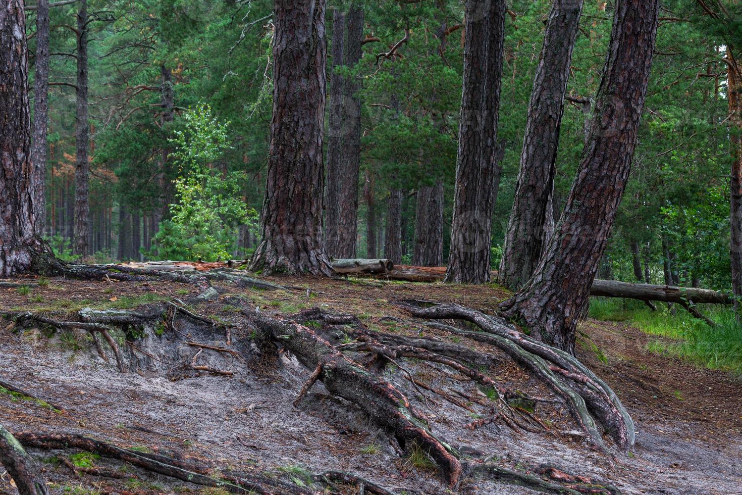 Green Coniferous  forests photo