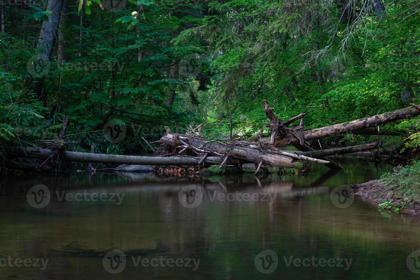 pequeño río forestal en verano con fondo verde foto