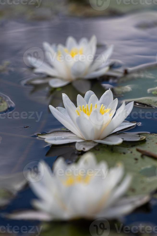 White and Yellow Wild Waterlillies photo