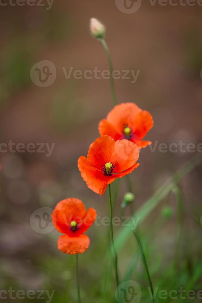 amapolas rojas sobre un fondo verde foto