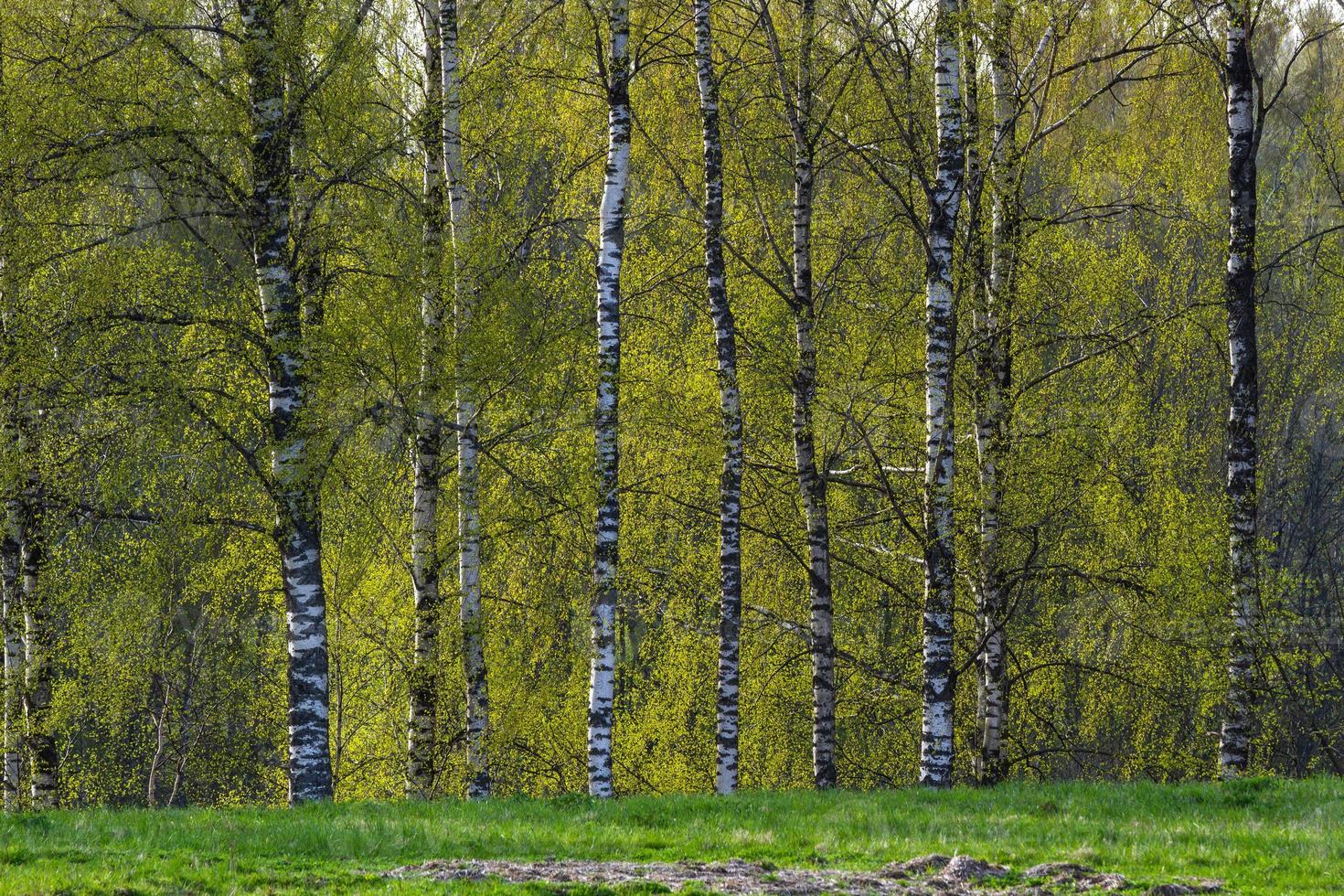 Latvian Springtime Landscapes photo