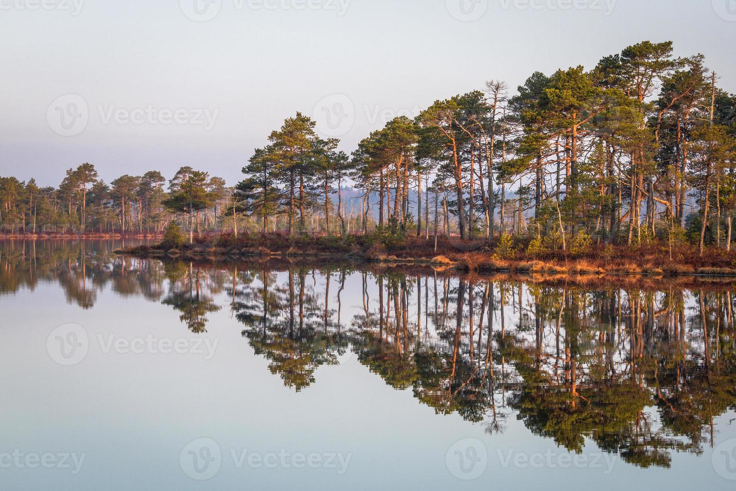 Swamp lake in Springtime photo