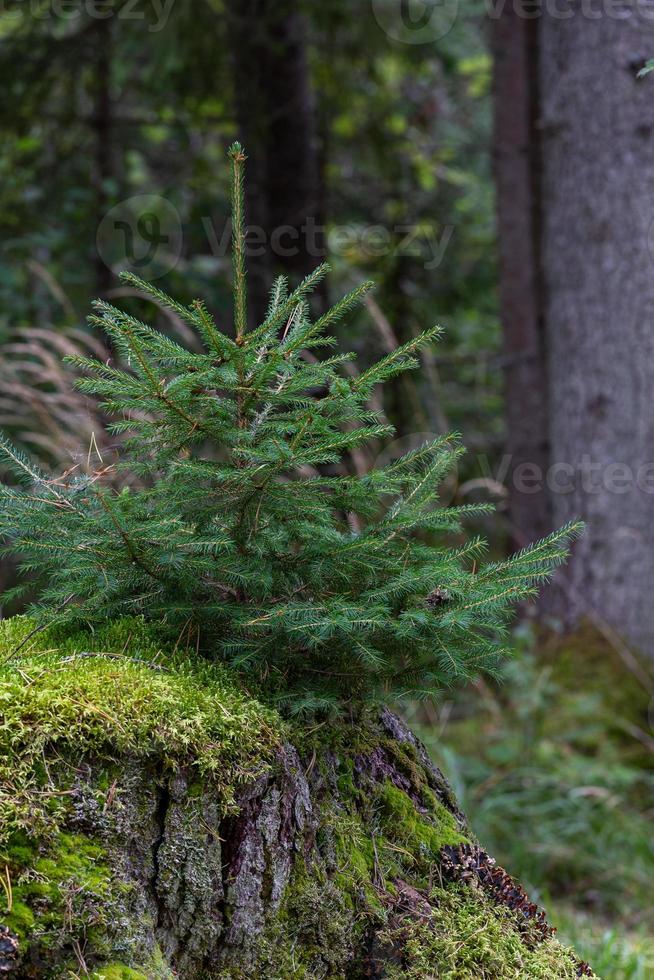 bosques de coníferas verdes foto