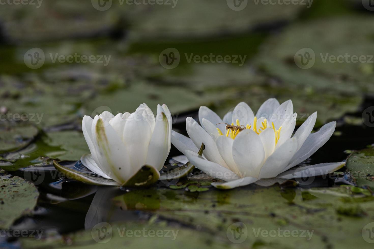 White and Yellow Wild Waterlillies photo