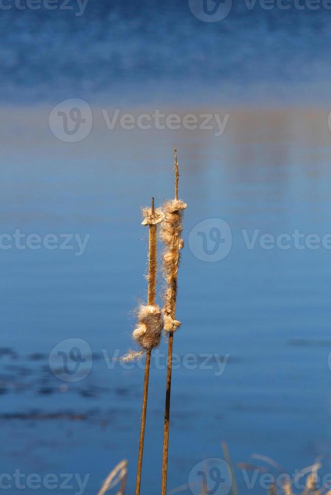 Latvian Springtime Landscapes photo