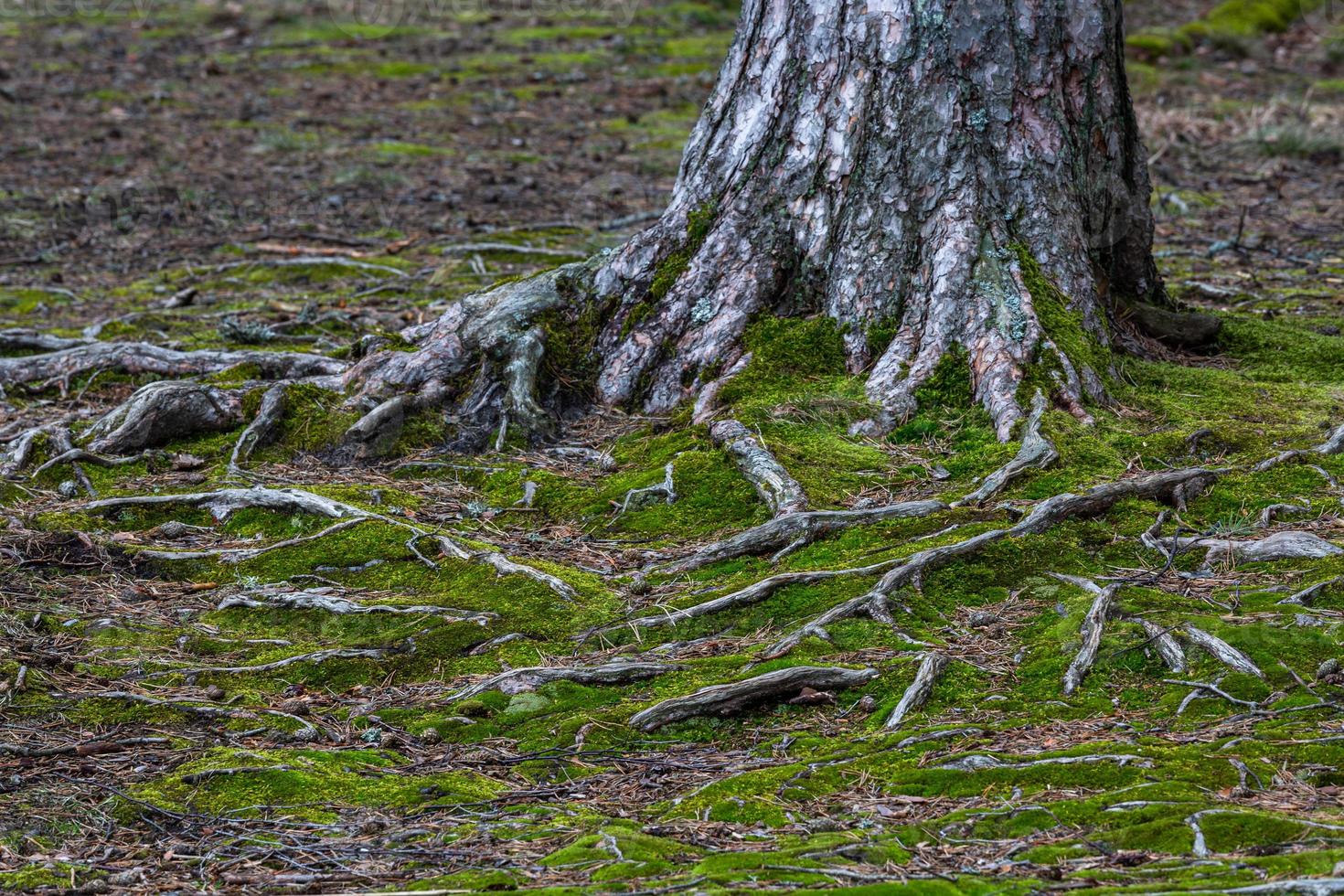 Tree Roots in the Forest photo