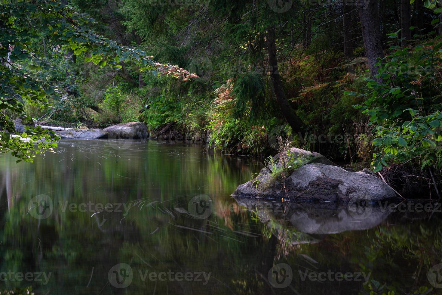 pequeño río forestal en verano con fondo verde foto