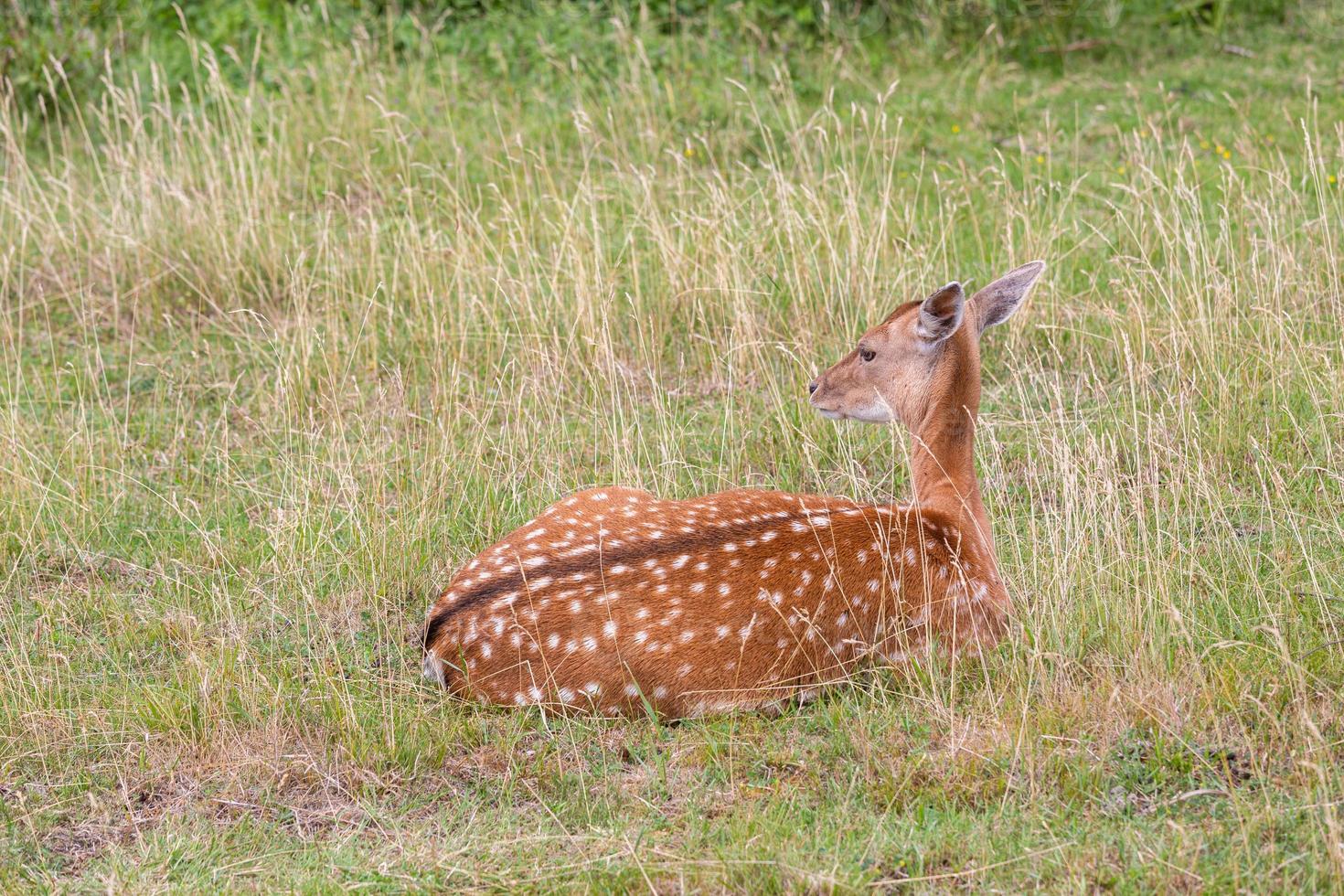 European Fallow Deer photo