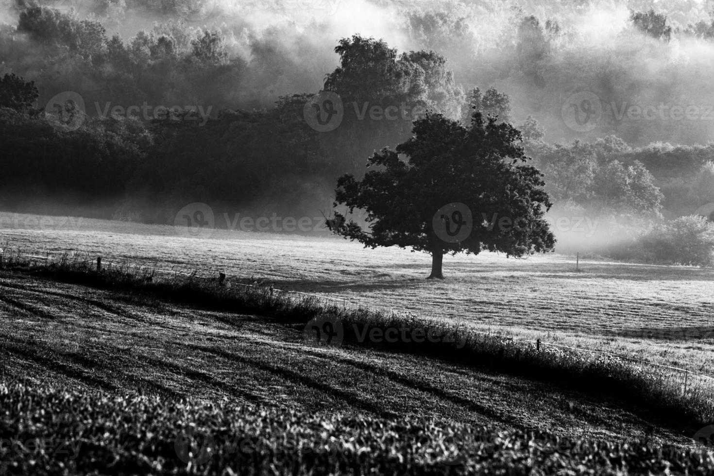 Lake Landscapes of Latvia in Summer photo