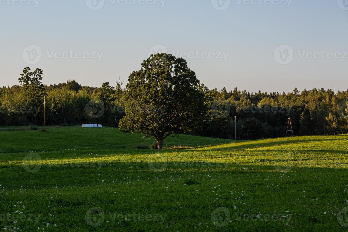 Latvian summer landscapes photo