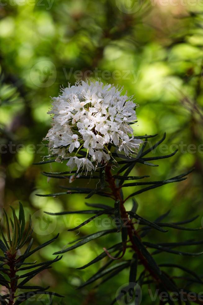 Labrador Tea on theGreen Background photo