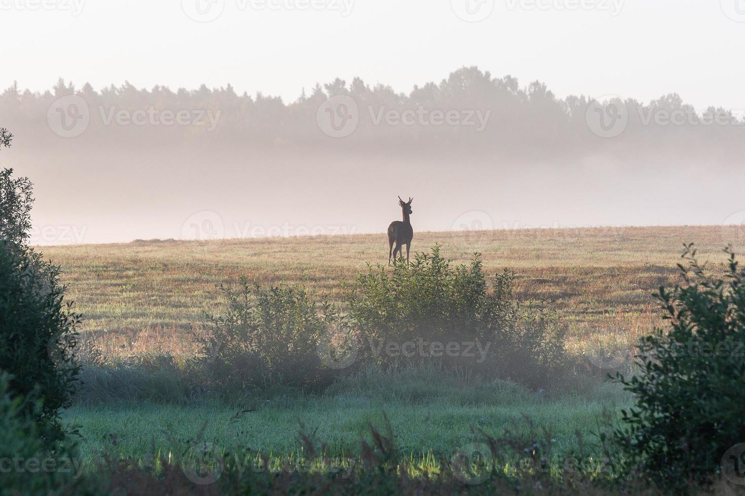 Latvian summer landscapes photo