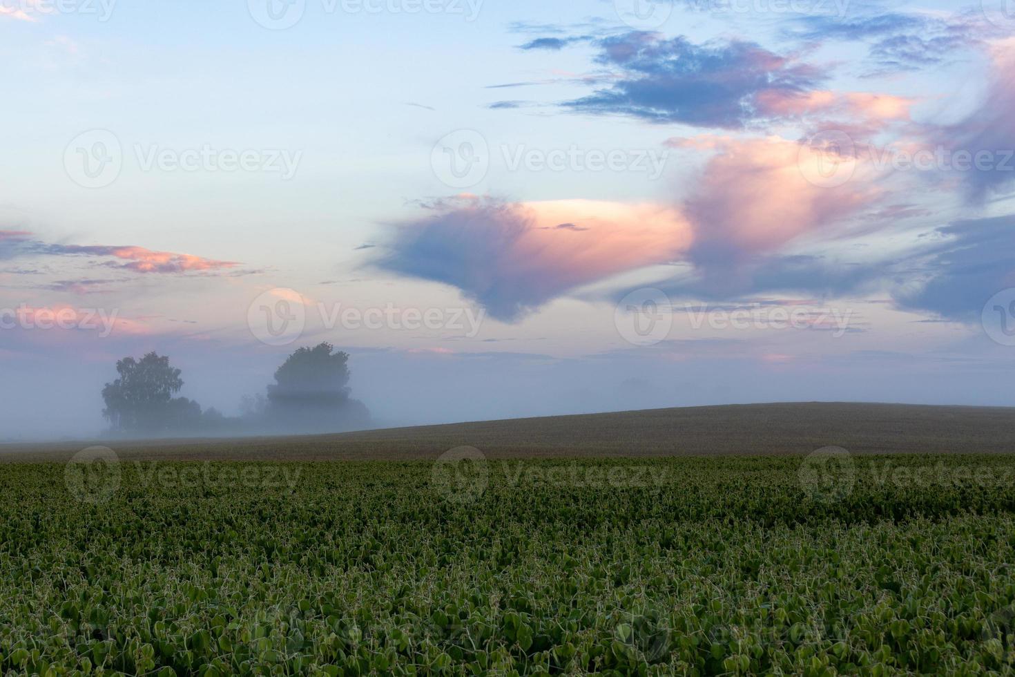 paisajes de verano de Letonia foto