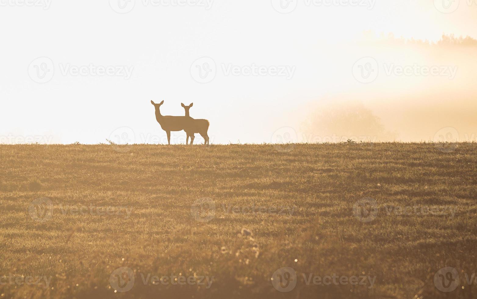 Latvian summer landscapes photo