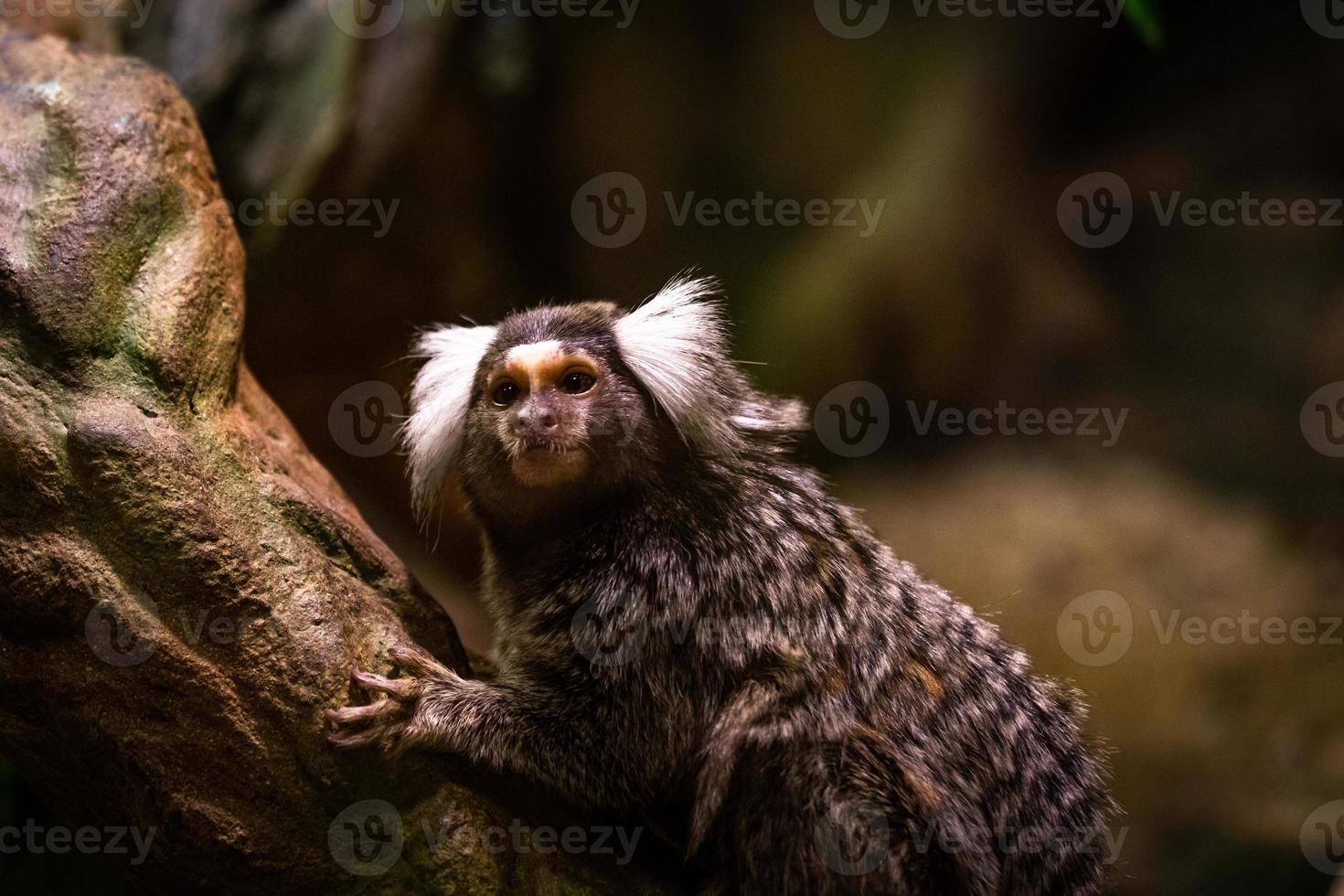 Marmosets on the natural background photo