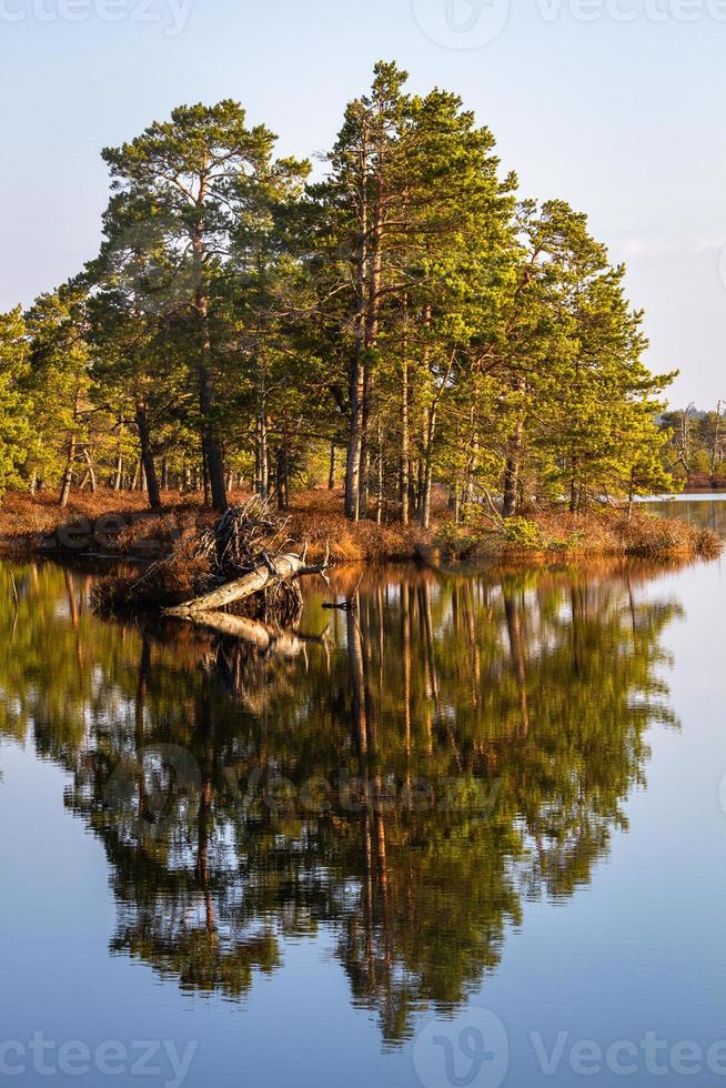 Swamp lake in Springtime photo